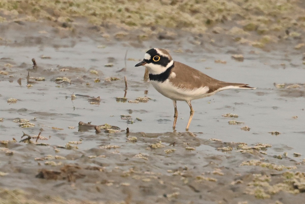 Little Ringed Plover - ML645770910