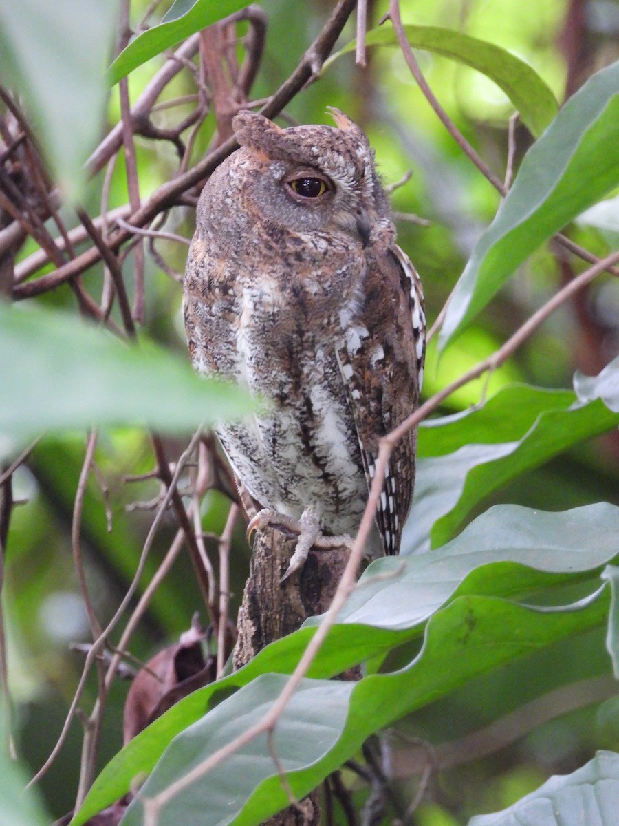 Oriental Scops-Owl - ML645770911