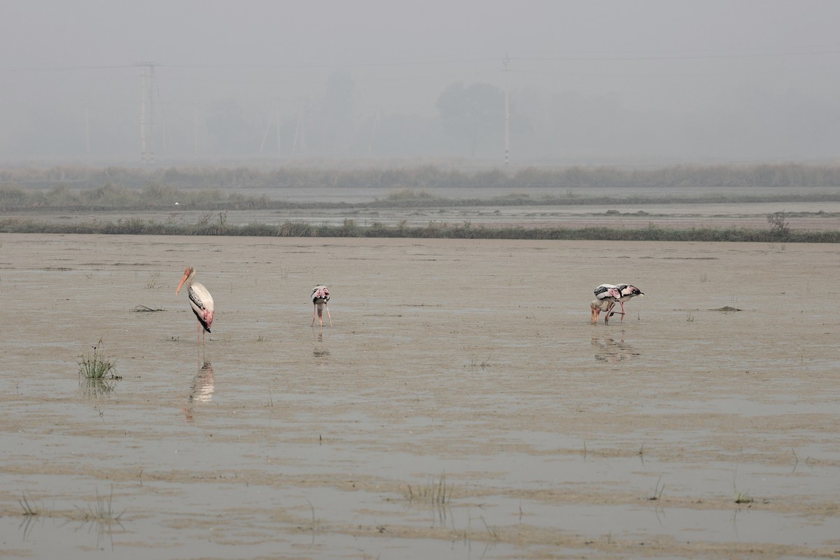Painted Stork - ML645770917