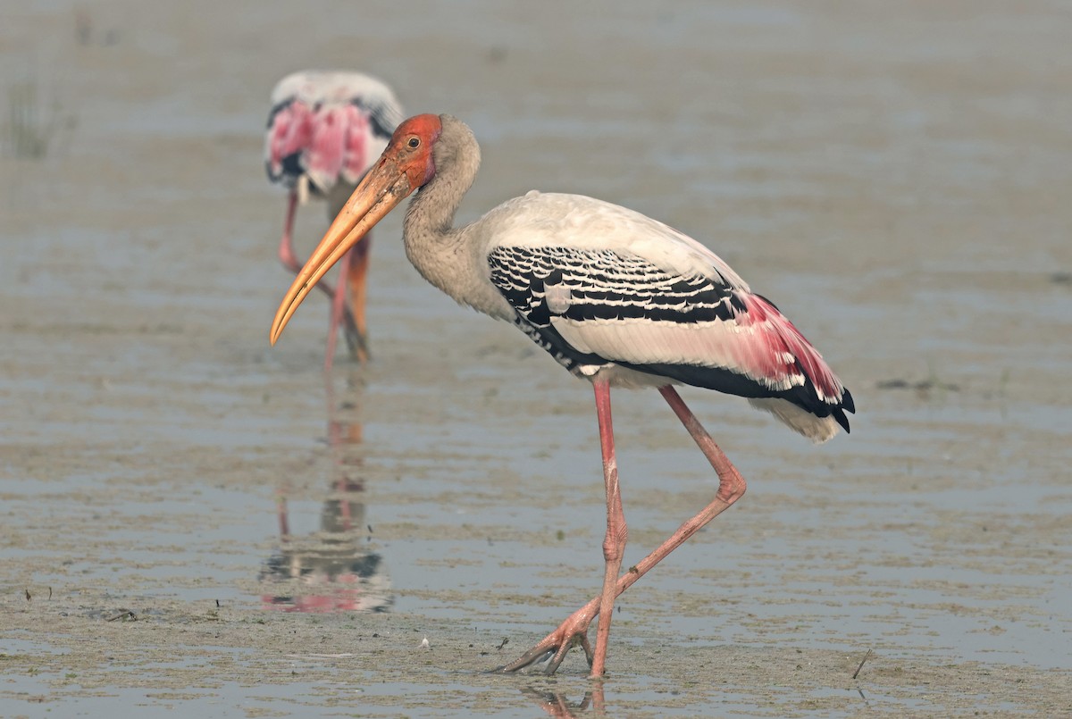 Painted Stork - ML645770918