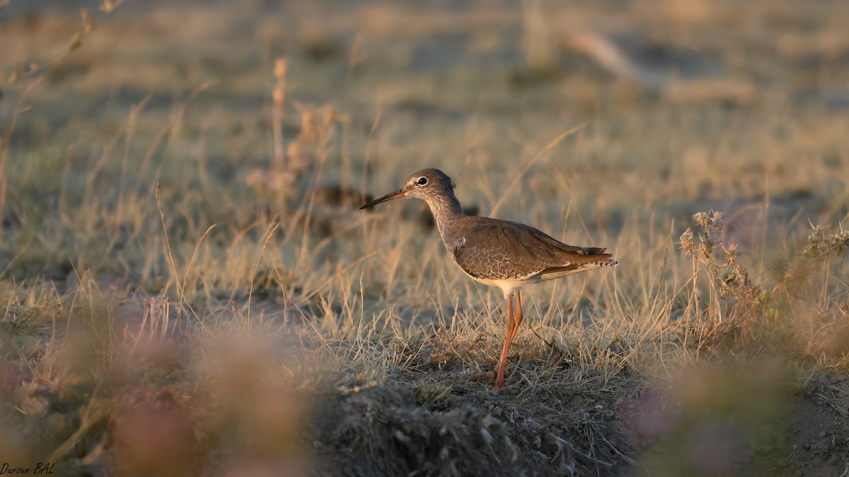 Common Redshank - ML645770919