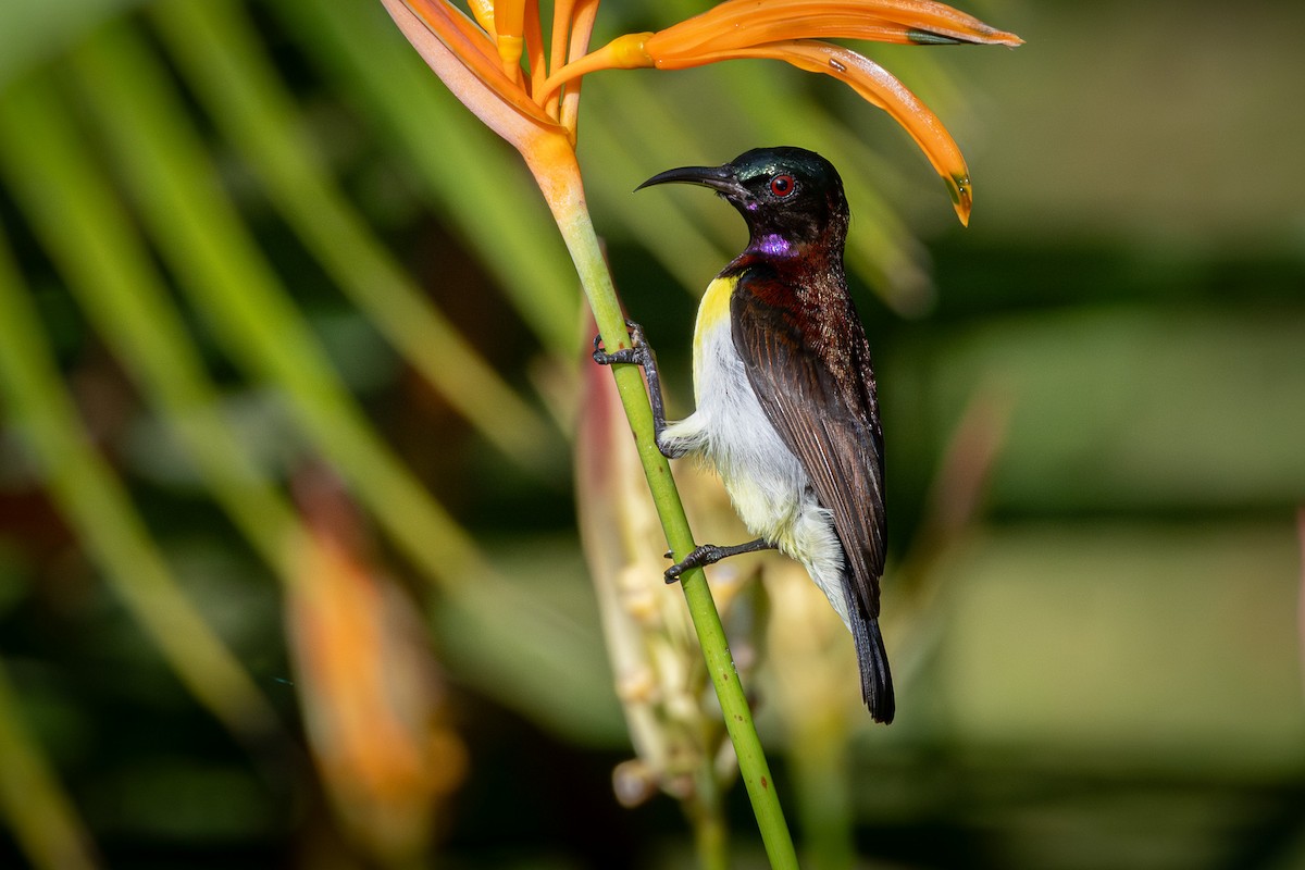 Purple-rumped Sunbird - ML645770920