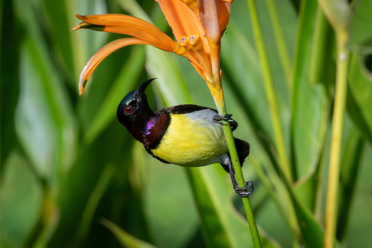 Purple-rumped Sunbird - ML645770921