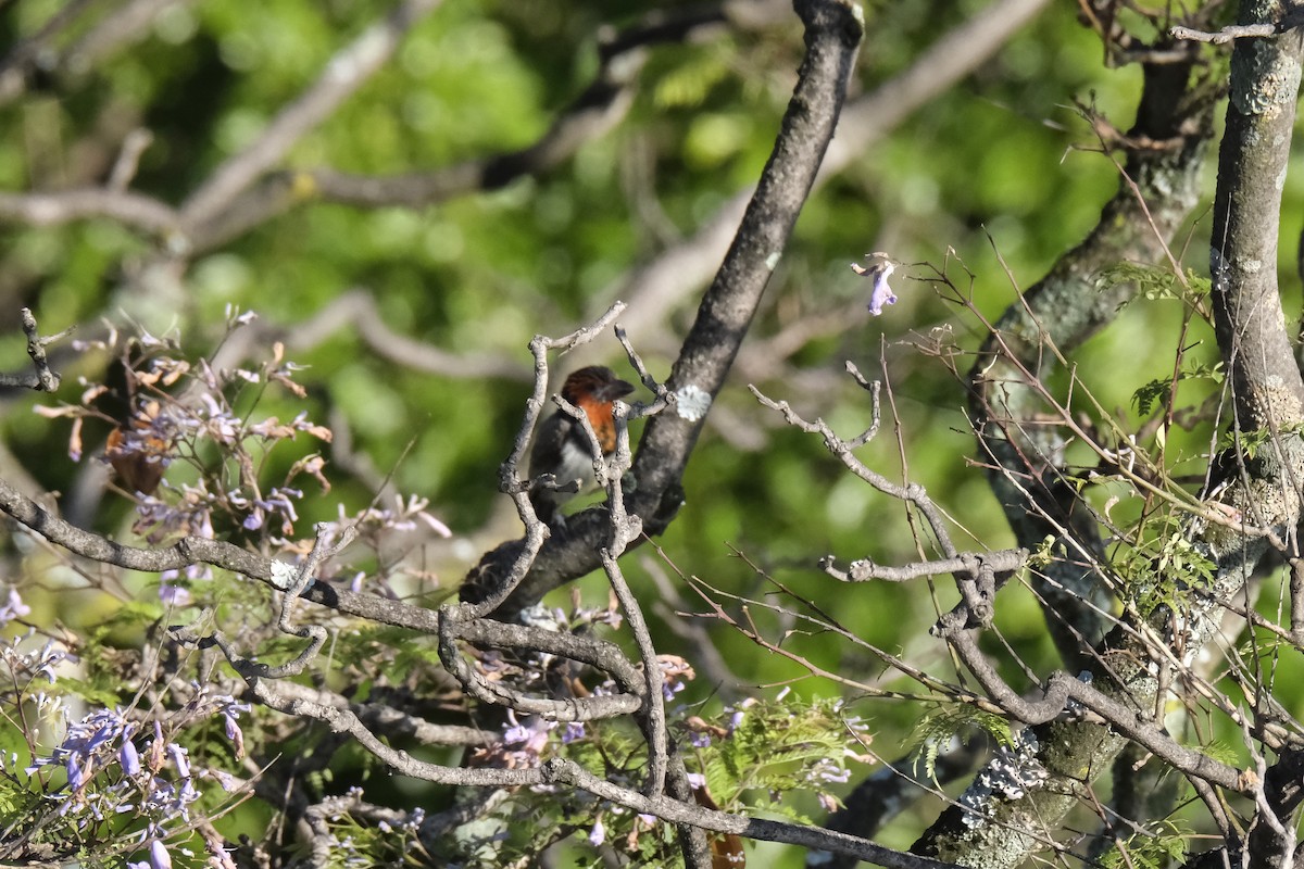 Black-collared Barbet - ML645770922