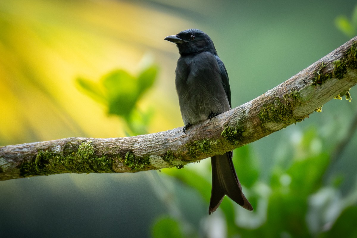 White-bellied Drongo - ML645770928