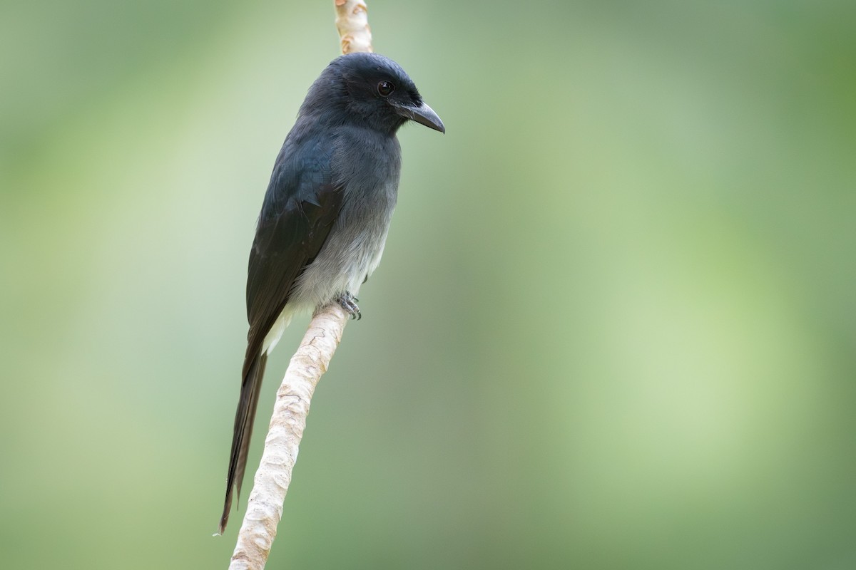 White-bellied Drongo - ML645770929