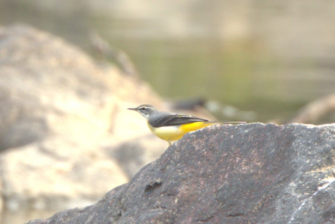 Gray Wagtail - ML645770931