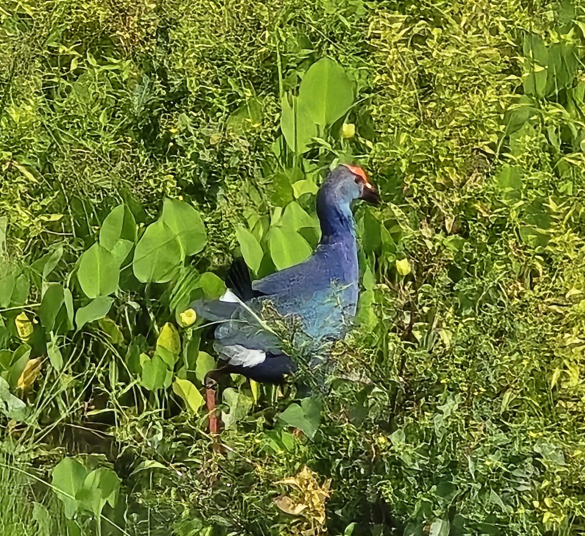 Султанка сіроголова - ML645770934