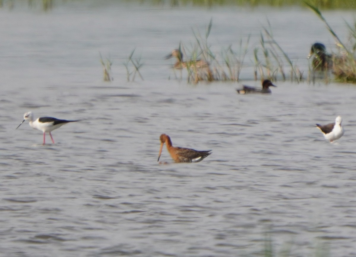 Грицик великий - ML645770935