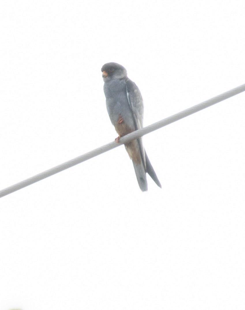 Кібчик амурський - ML645770936