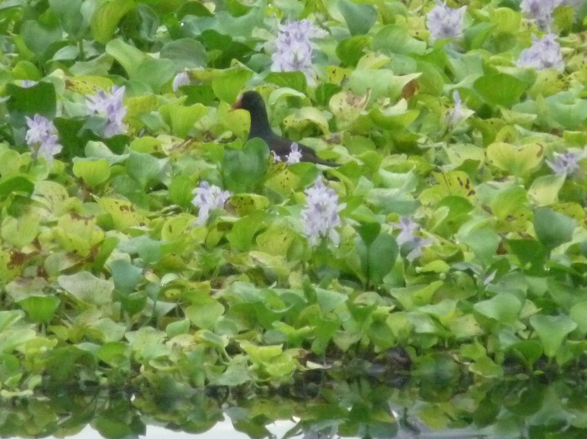 Курочка водяна - ML645770939