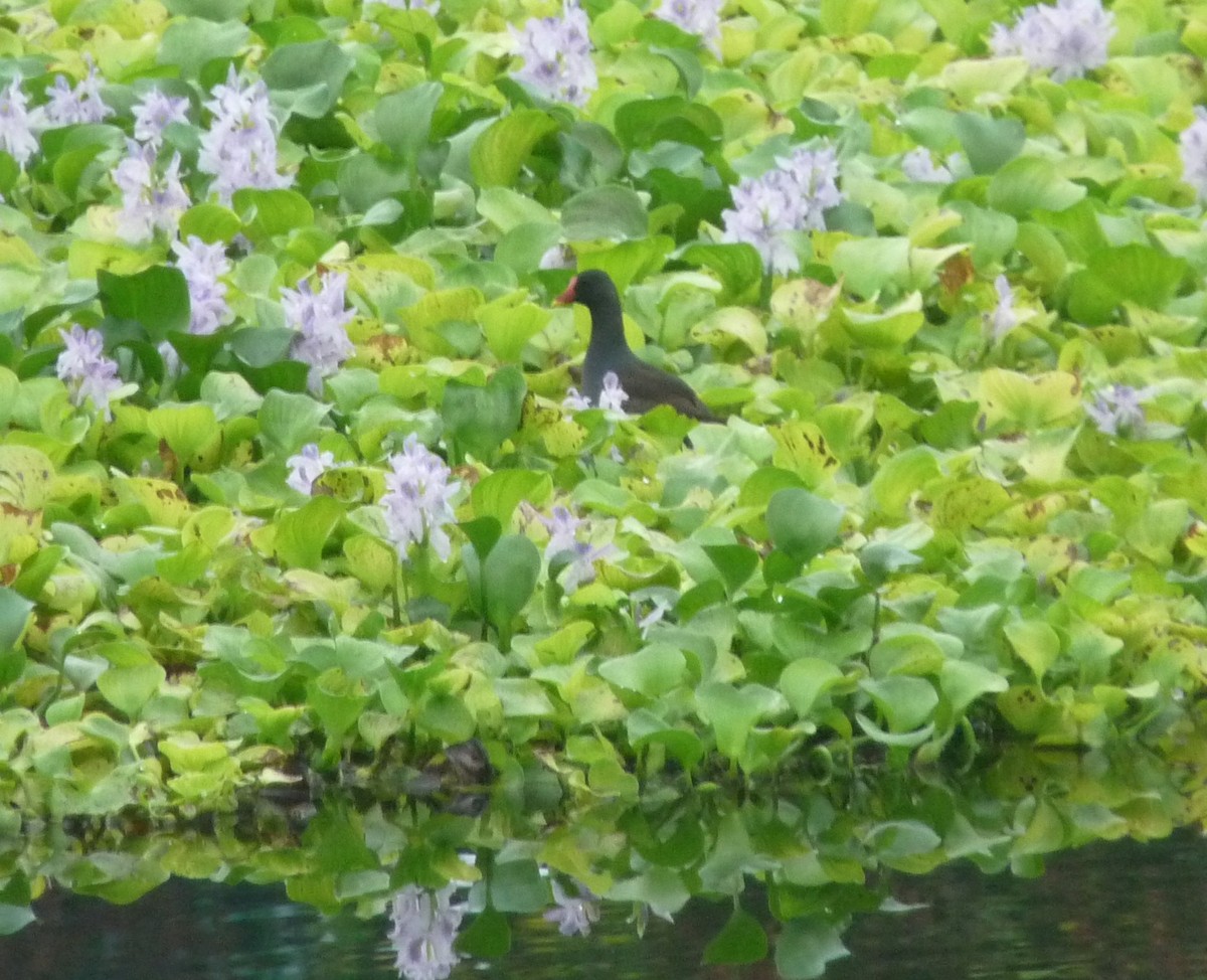 Курочка водяна - ML645770940