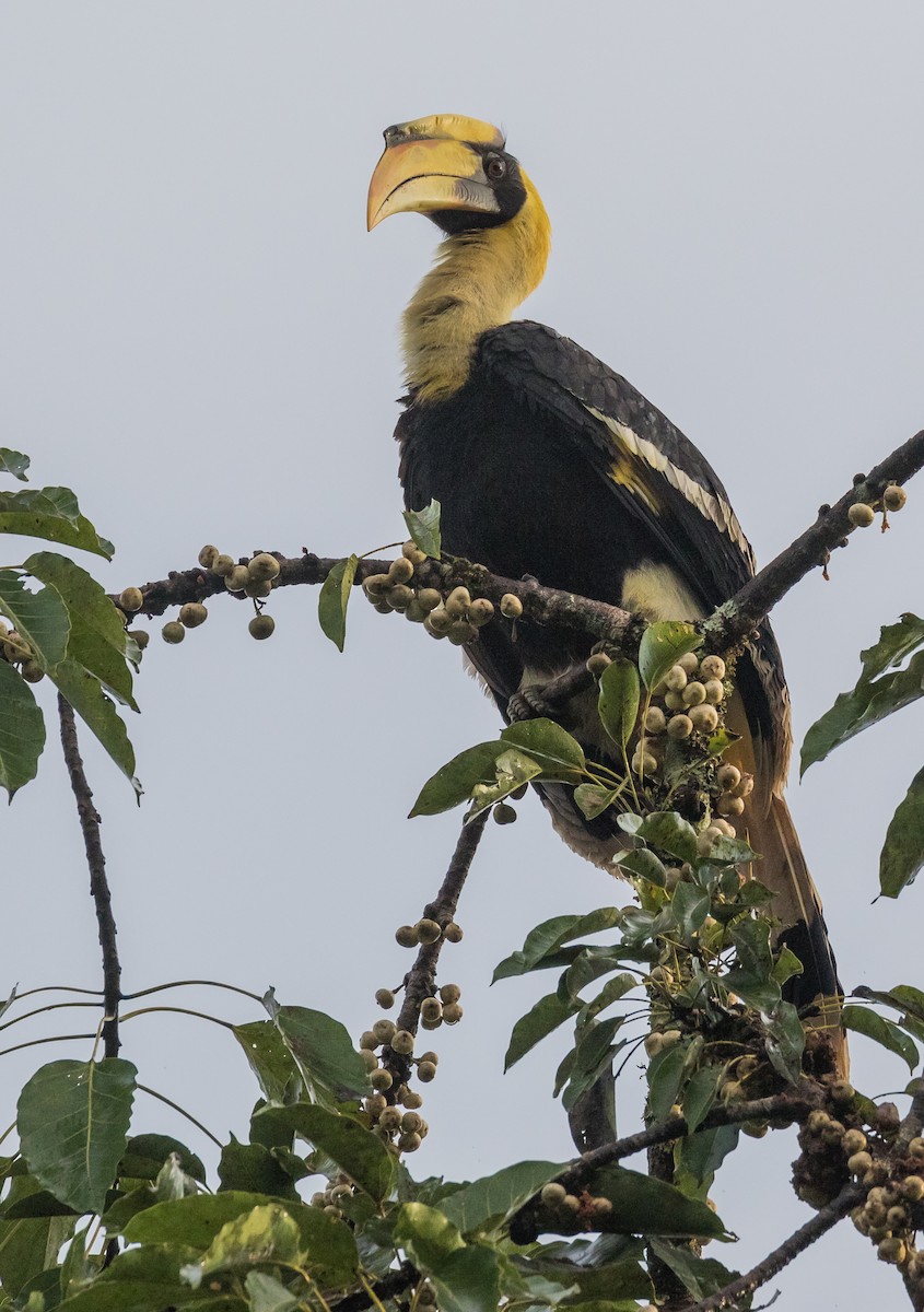 Гомрай дворогий - ML645770941