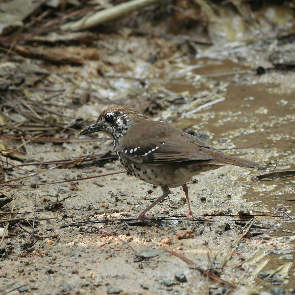 Spot-winged Thrush - ML645770943