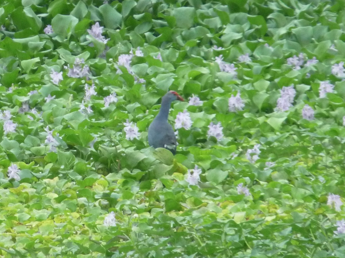 Султанка сіроголова - ML645770945