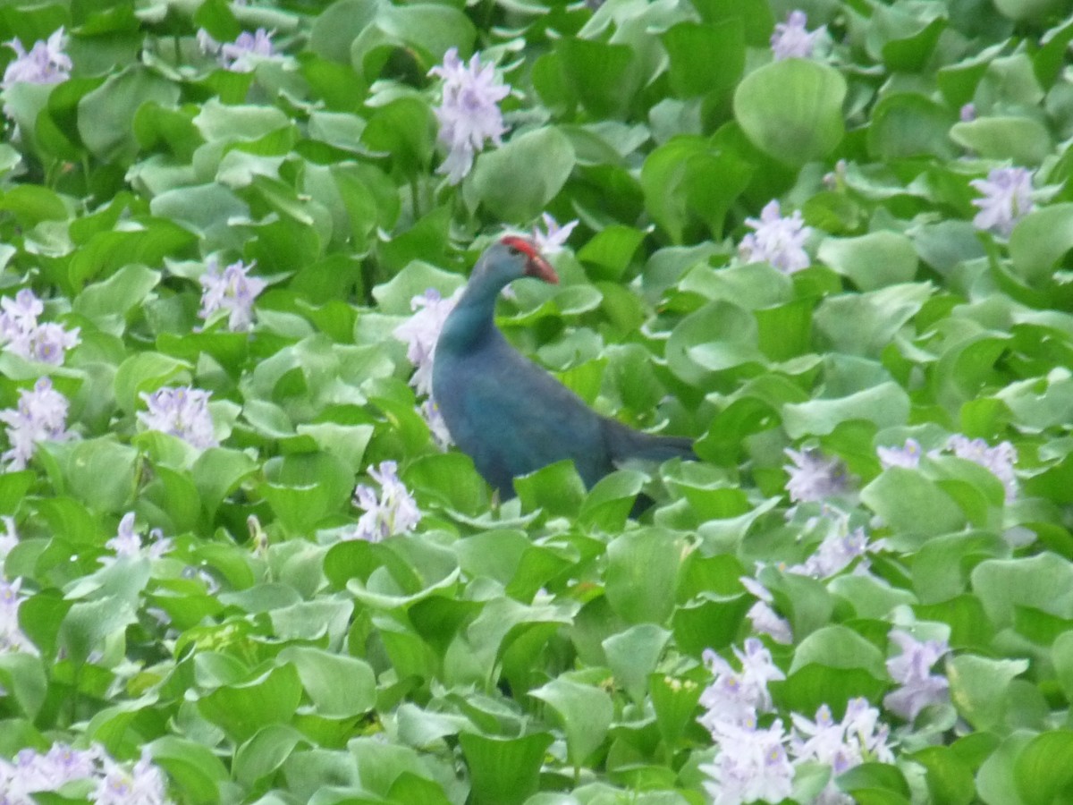 Султанка сіроголова - ML645770946