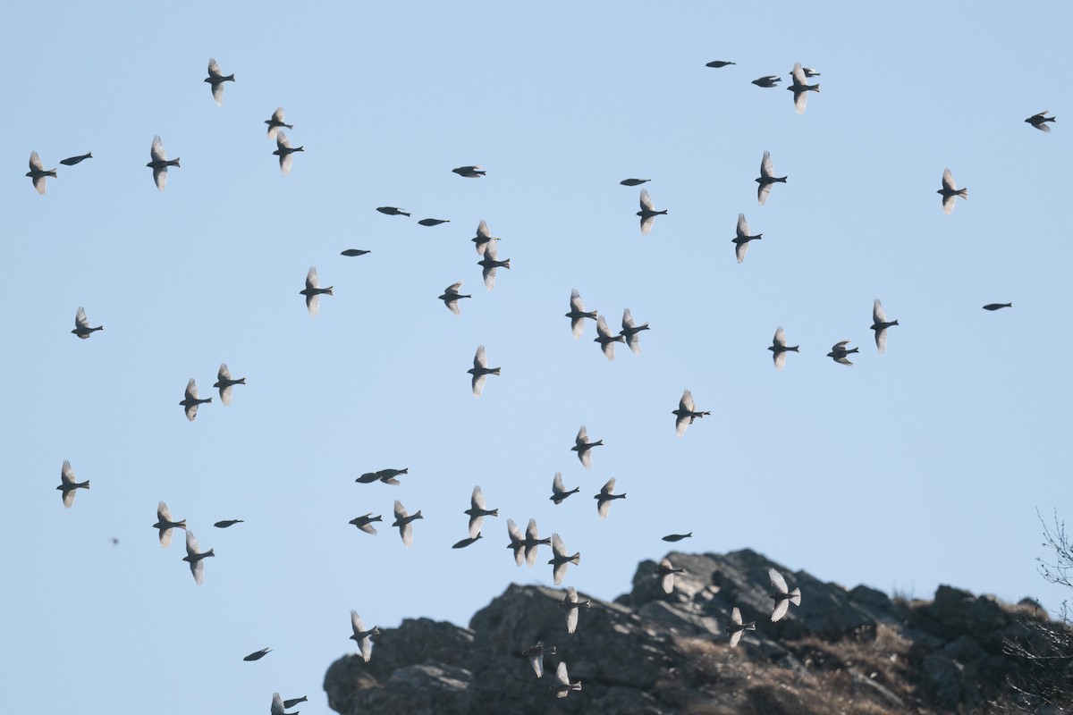 Катуньчик сибірський - ML645770948