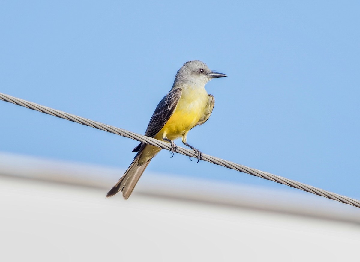 Тиран тропічний - ML645770950