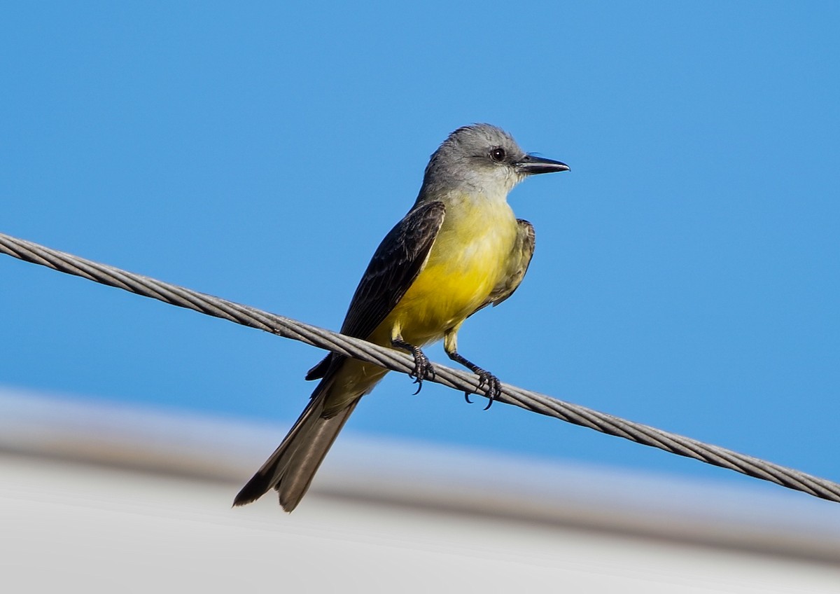 Тиран тропічний - ML645770951