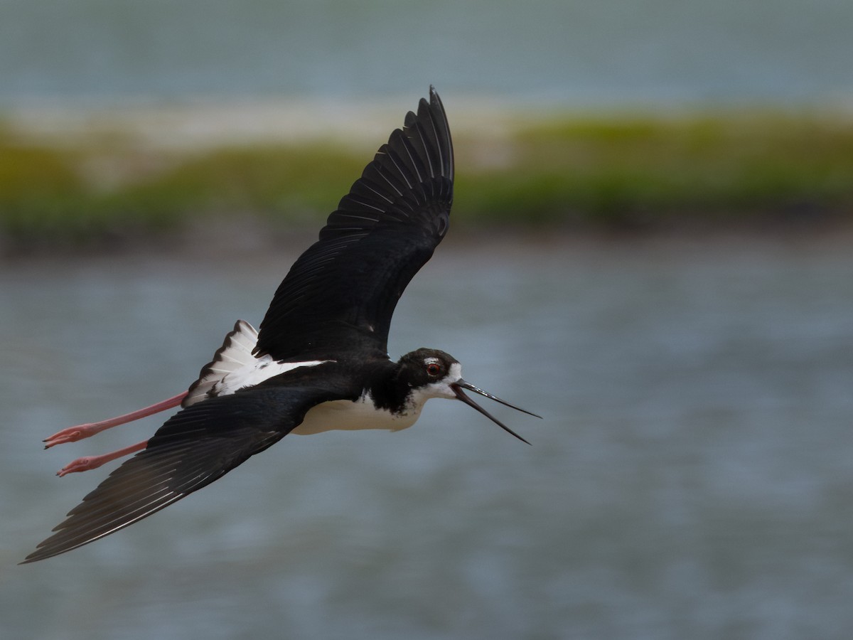 Кулик-довгоніг американський (підвид knudseni) - ML645770952