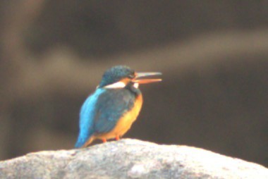 Рибалочка блакитний - ML645770954