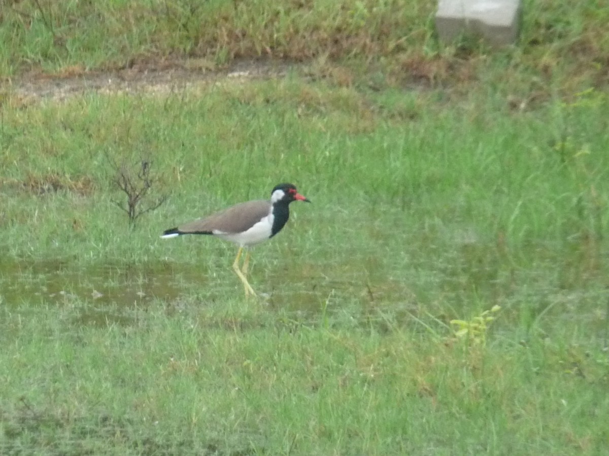 Red-wattled Lapwing - ML645770955