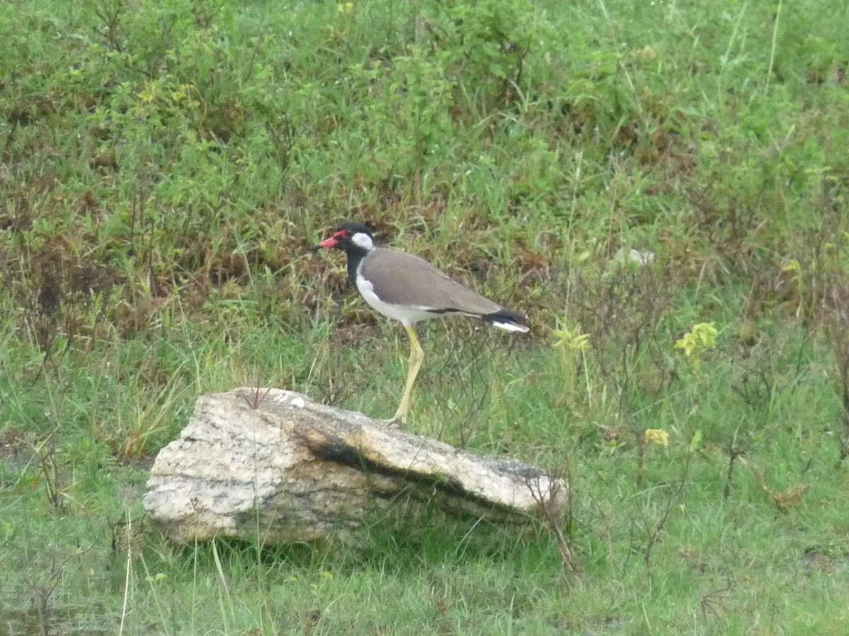 Red-wattled Lapwing - ML645770956
