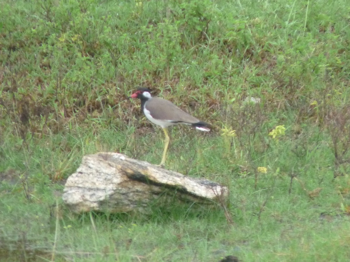 Red-wattled Lapwing - ML645770957