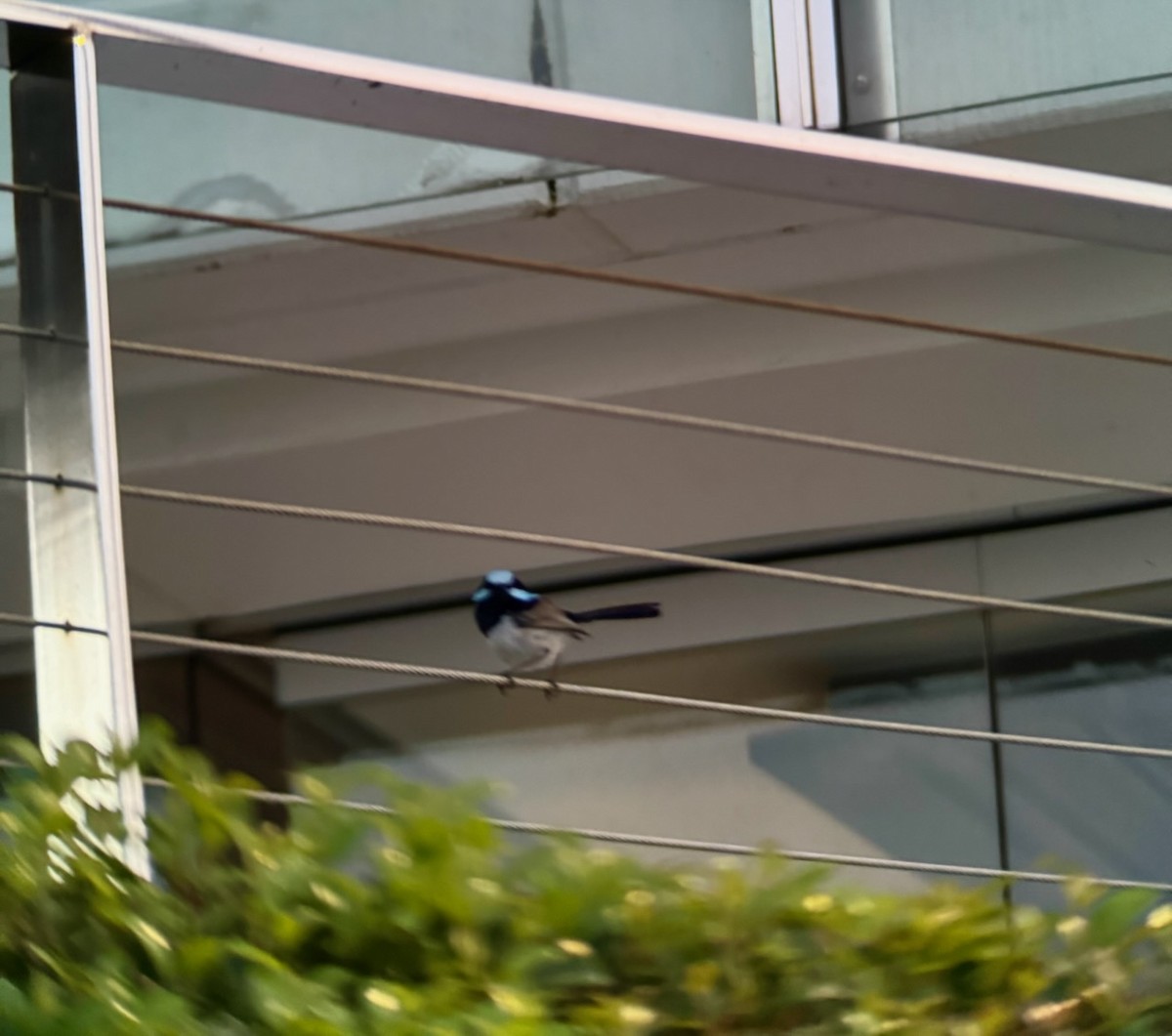 Superb Fairywren - ML645770958