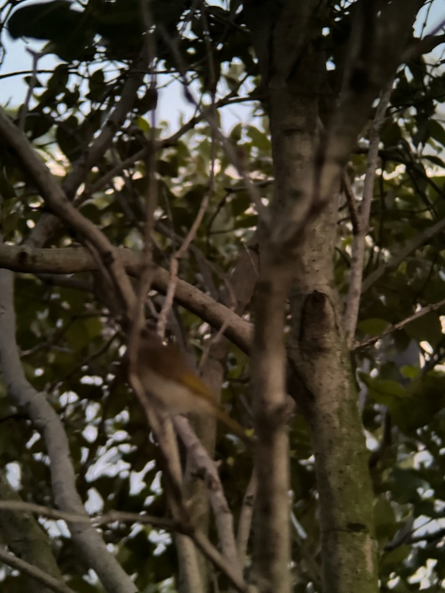Brown Honeyeater - ML645770960