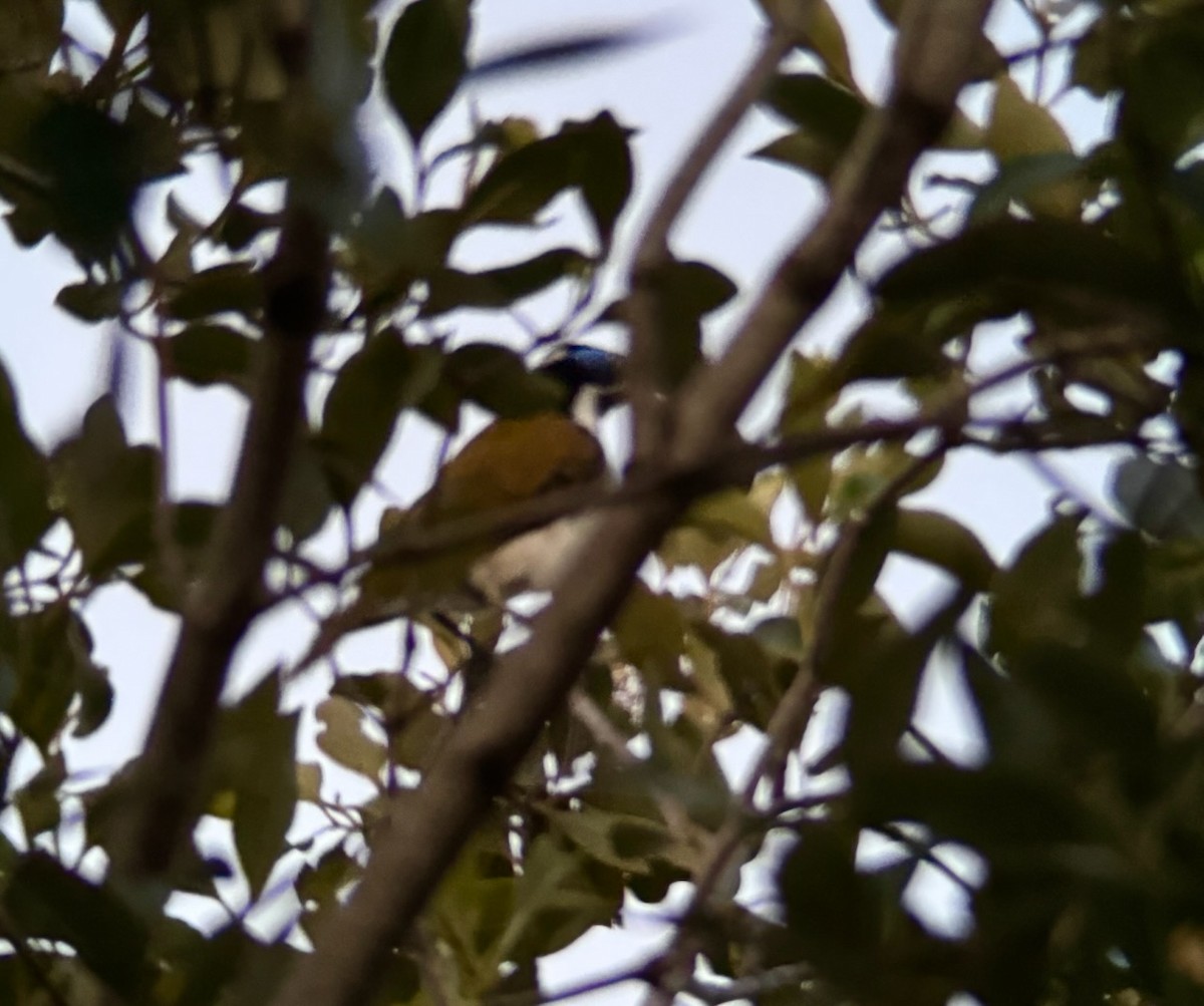 Blue-faced Honeyeater - ML645770961