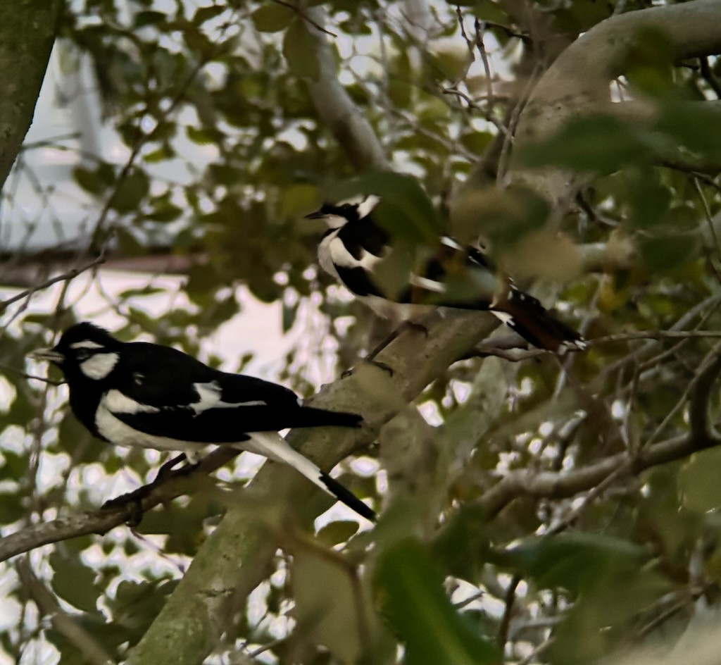 Magpie-lark - ML645770964