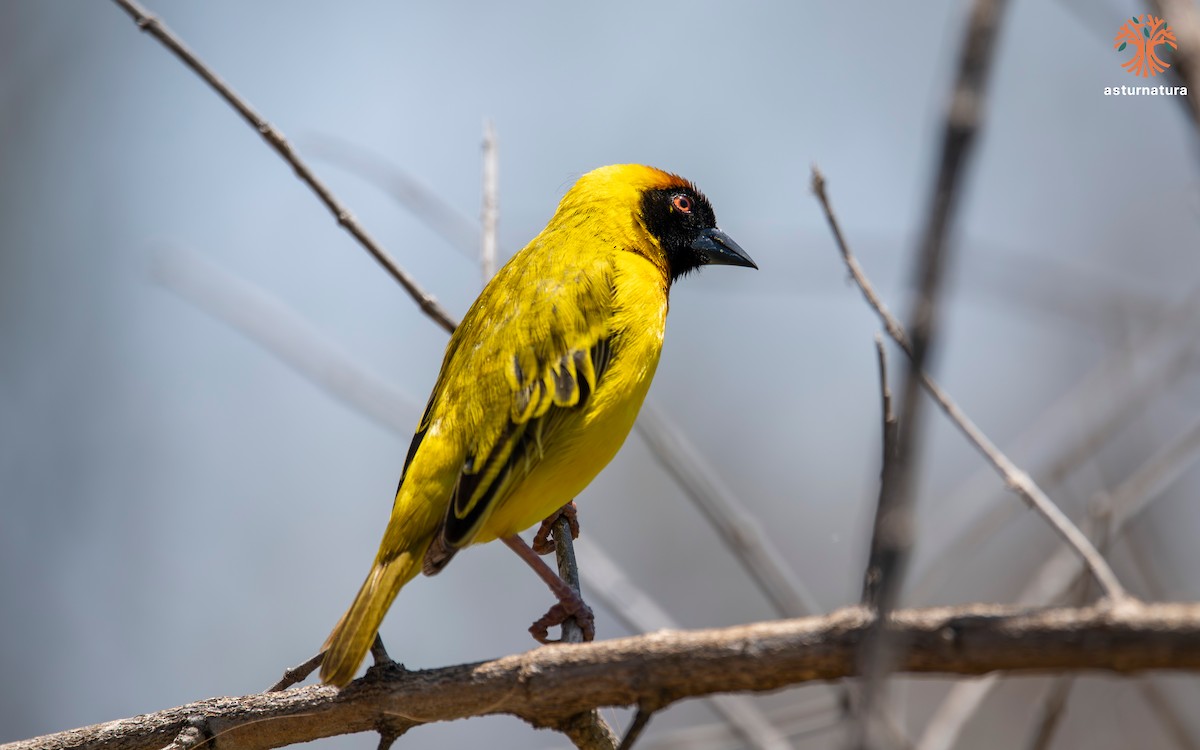 Vitelline Masked-Weaver - ML645770972