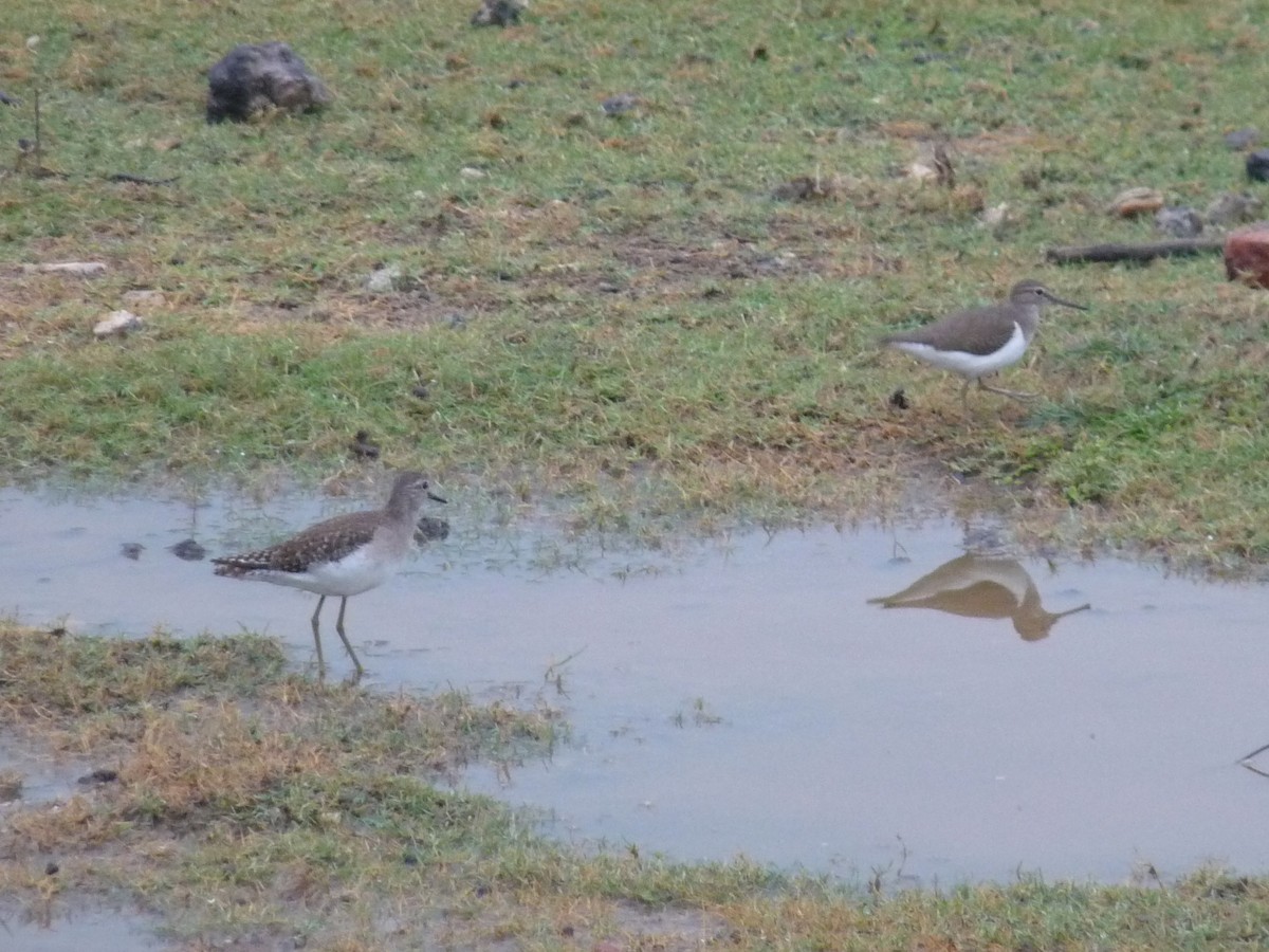 Common Sandpiper - ML645770973