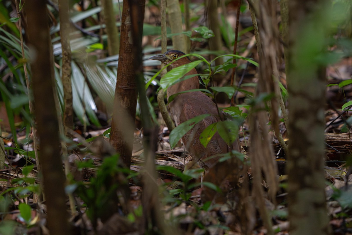 Malay Gece Balıkçılı - ML645770978