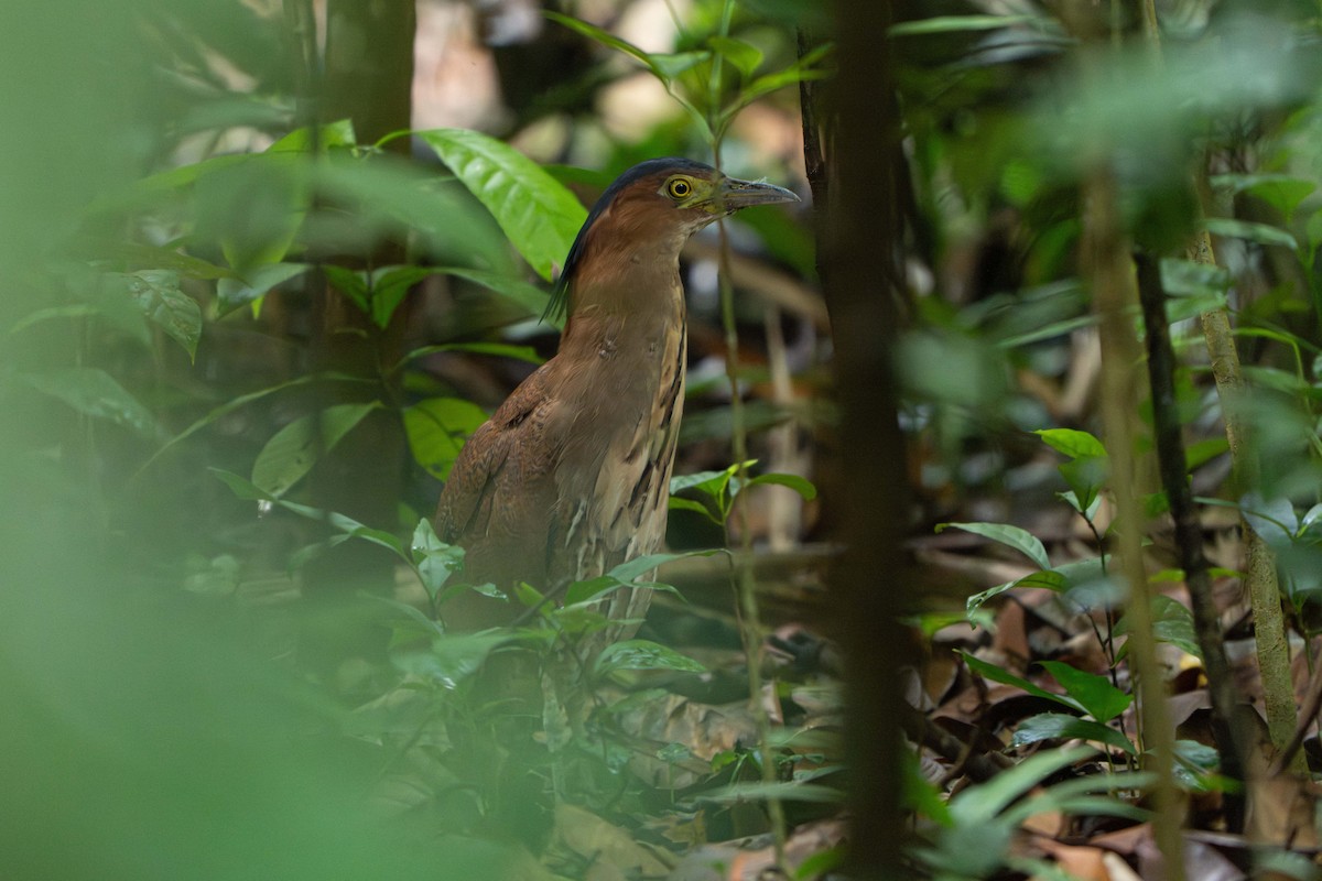 Malay Gece Balıkçılı - ML645770979