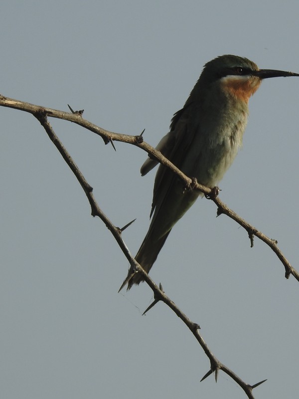 שרקרק ירוק - ML645770980