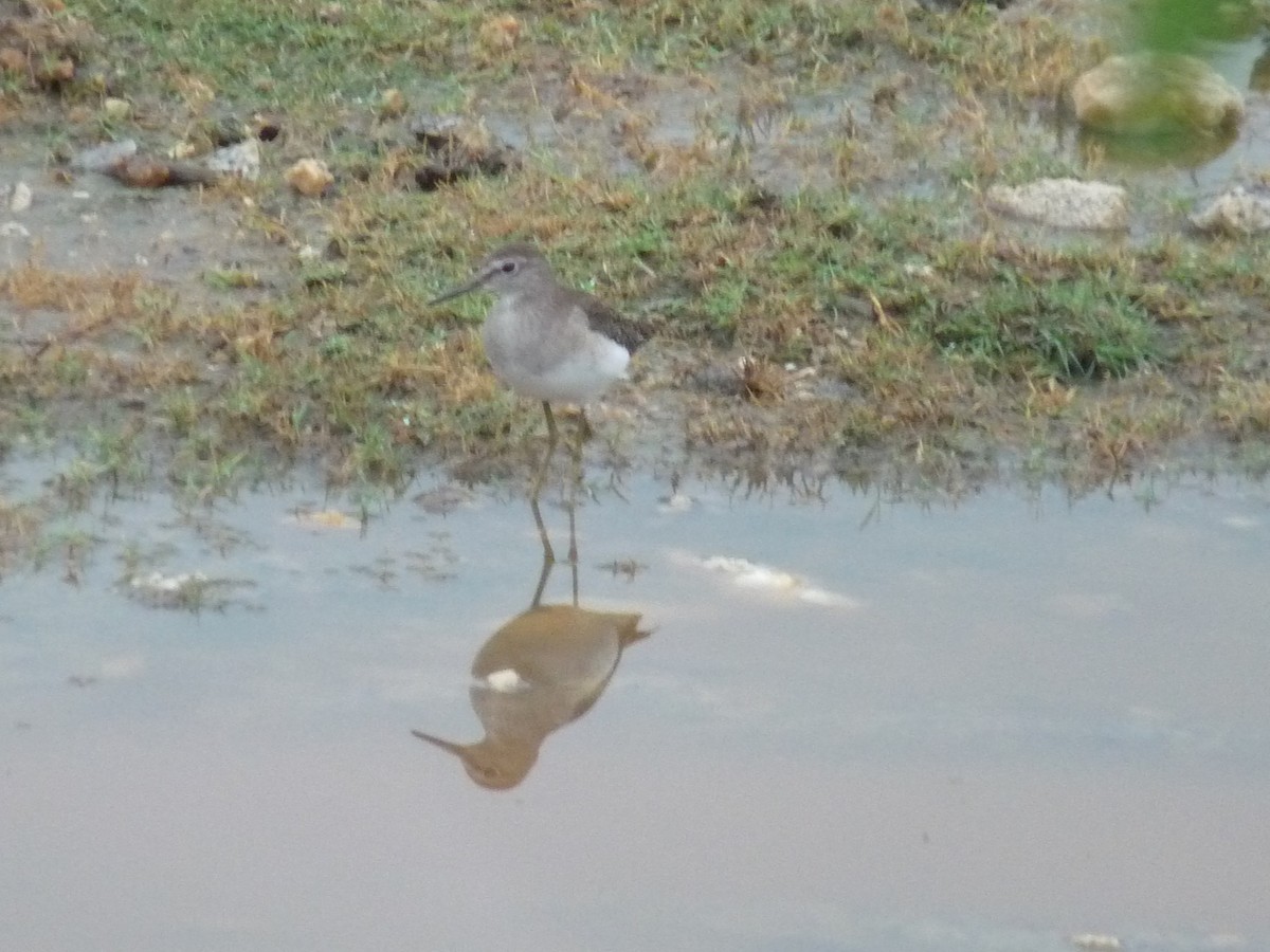 Wood Sandpiper - ML645770987