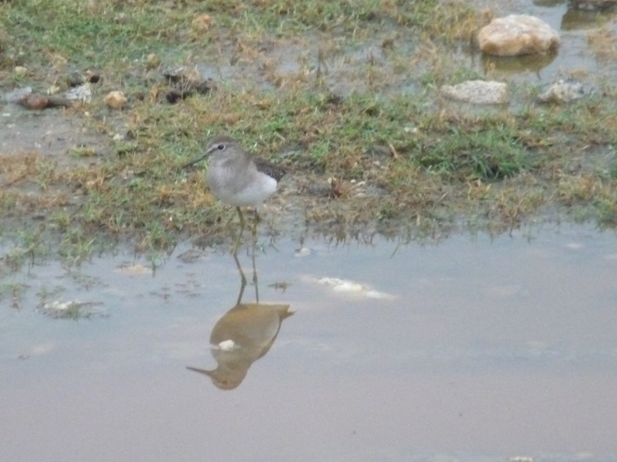 Коловодник болотяний - ML645770988