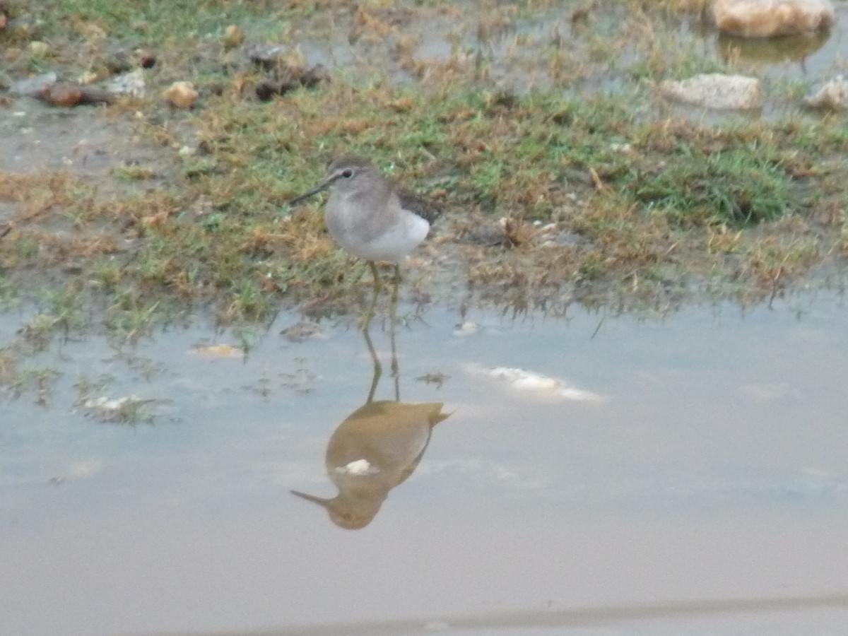 Wood Sandpiper - ML645770989