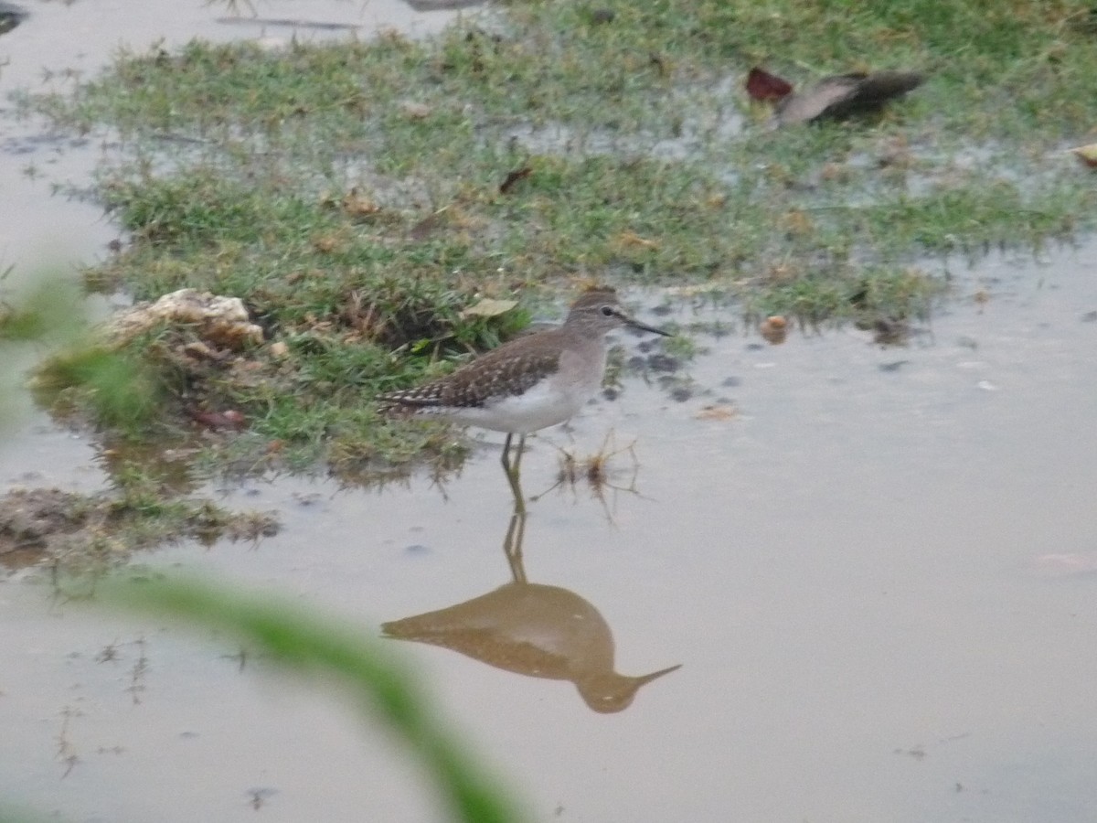 Коловодник болотяний - ML645770990