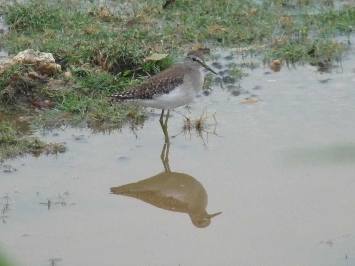 Wood Sandpiper - ML645770991