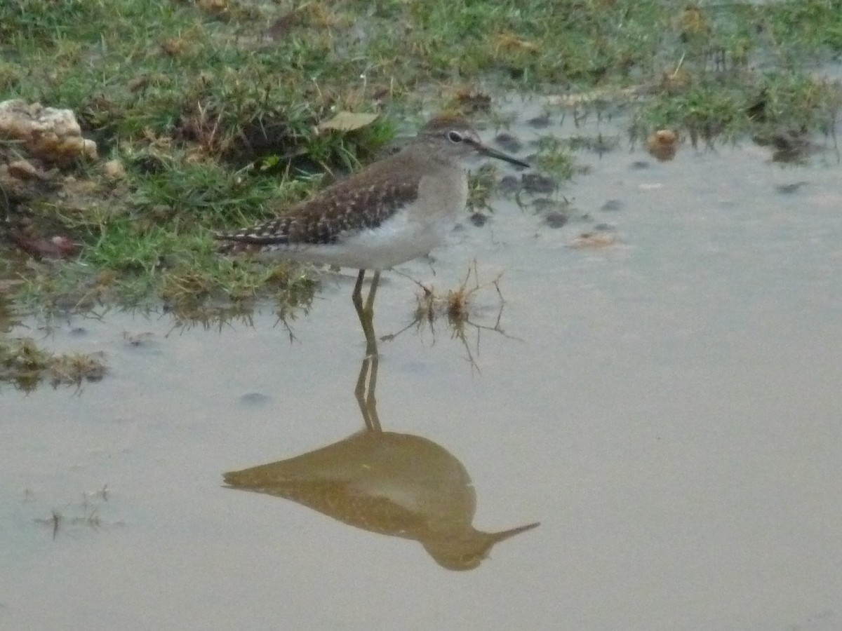 Коловодник болотяний - ML645770993