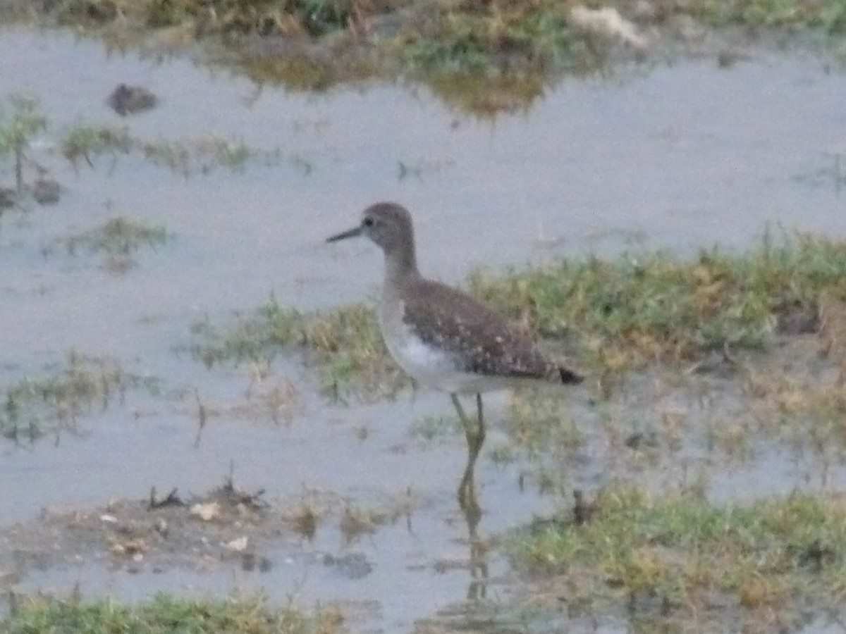 Коловодник болотяний - ML645770994