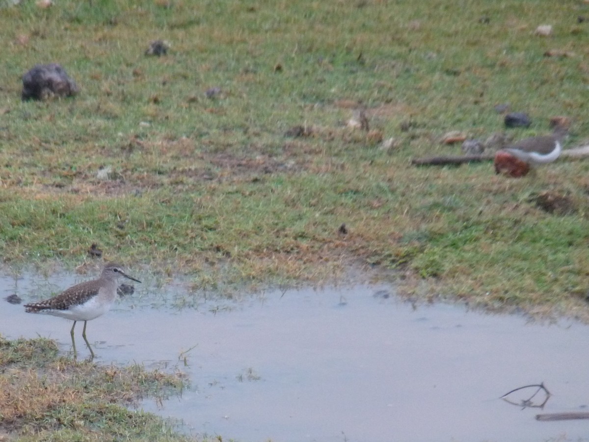 Коловодник болотяний - ML645770995