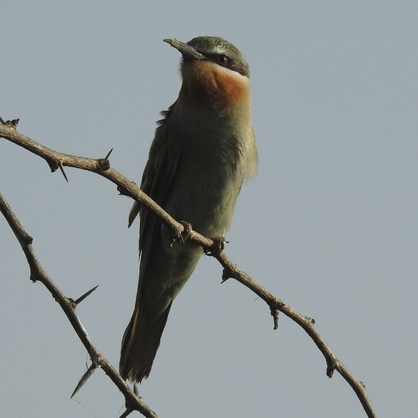 Бджолоїдка зелена - ML645770996