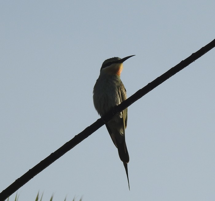 Бджолоїдка зелена - ML645770997