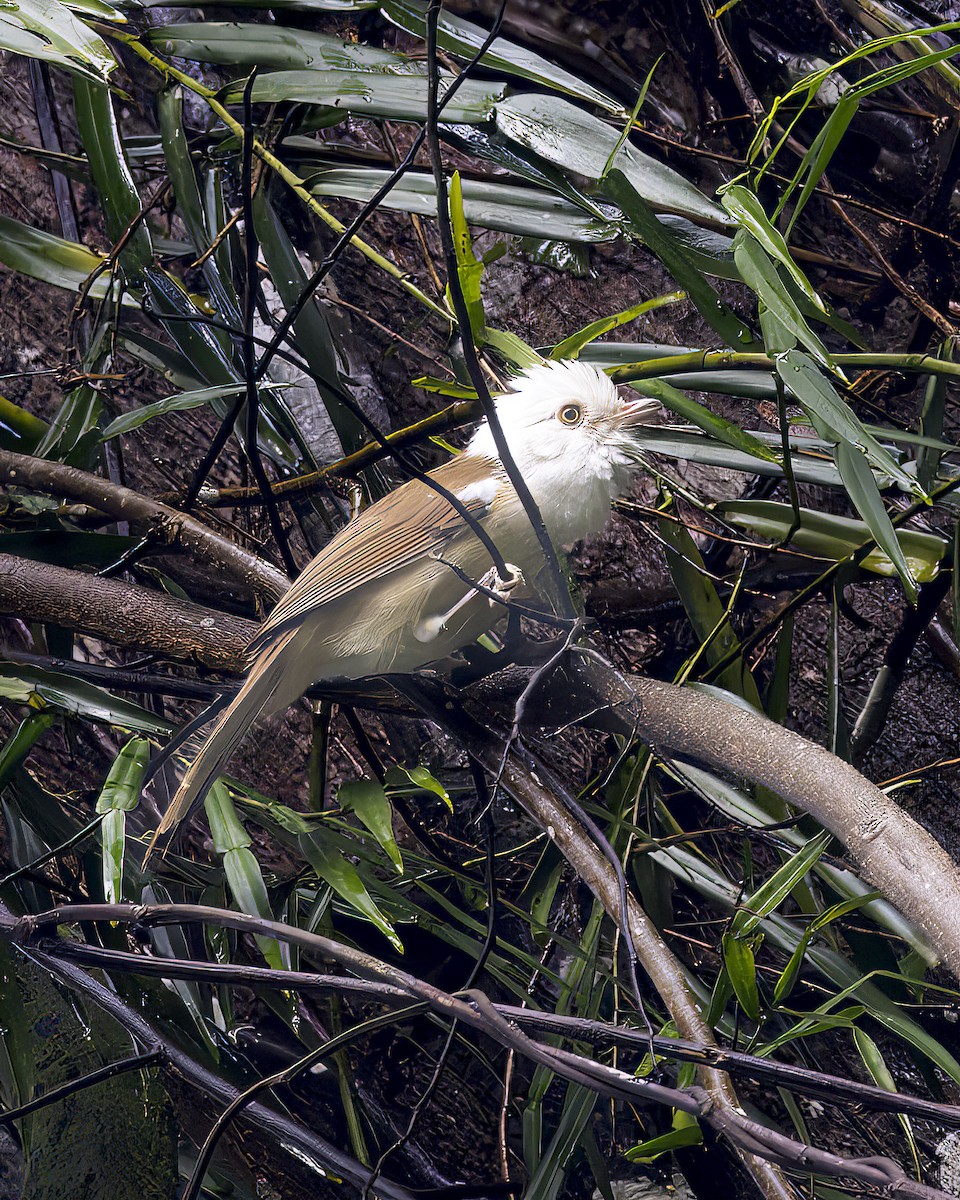 Куруві білоголовий - ML645770999