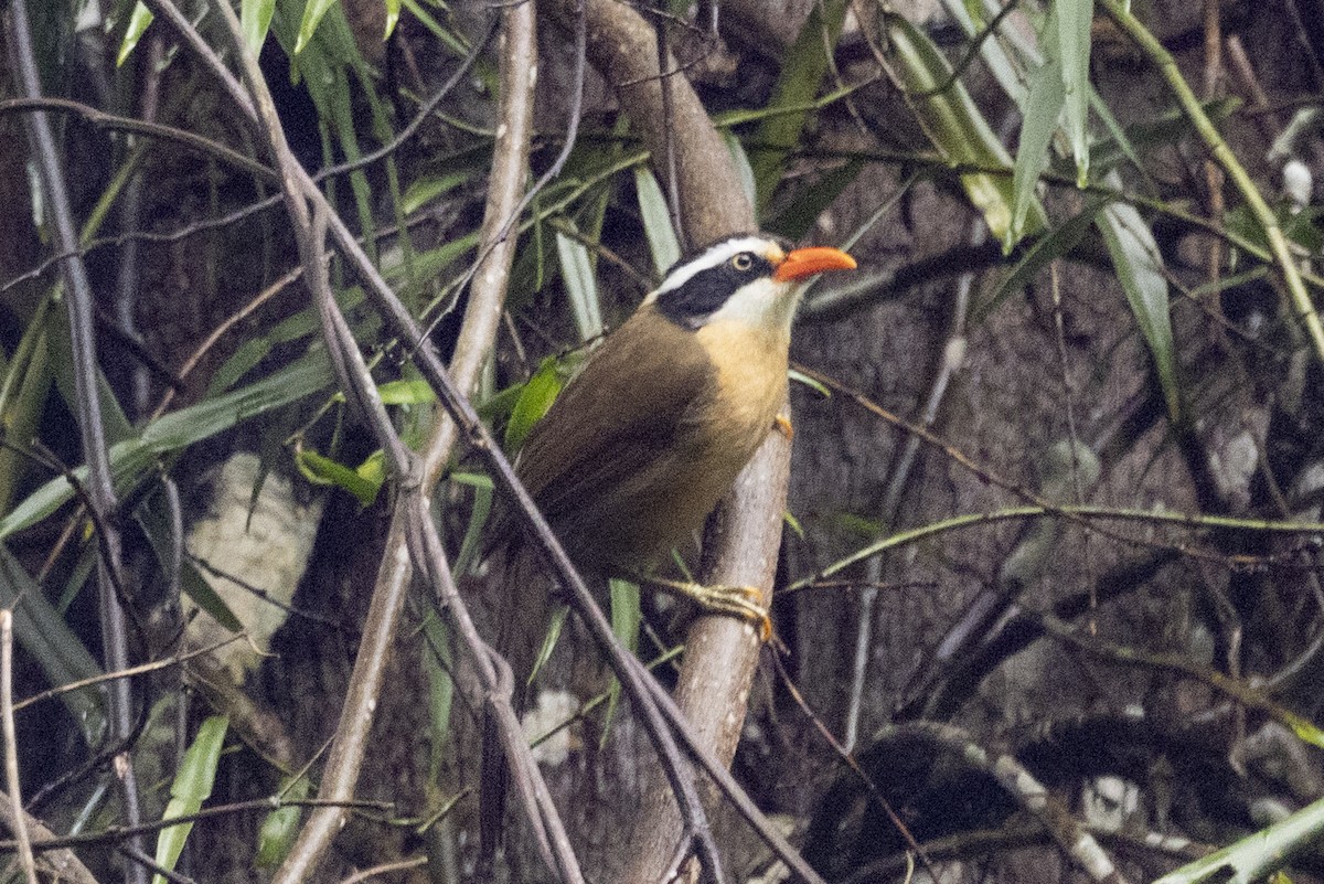 Силамбан буроголовий - ML645771000
