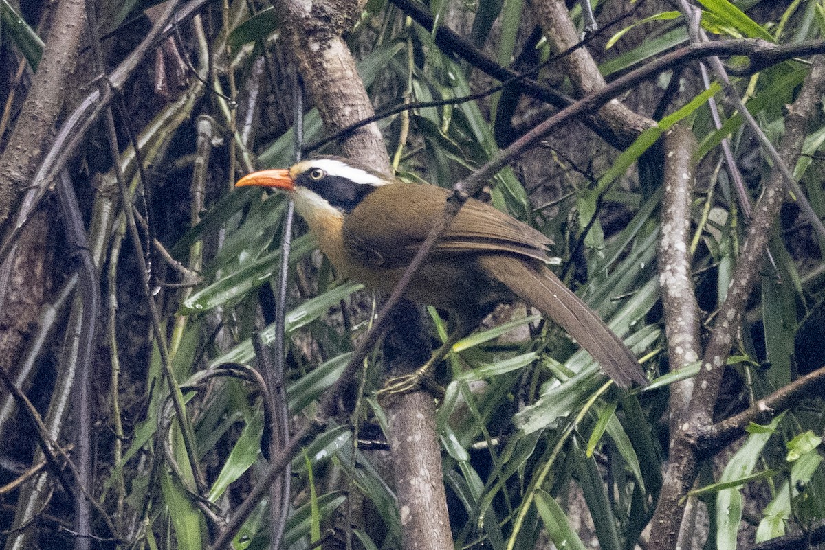 Силамбан буроголовий - ML645771001